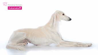 CH Dakira Sawahin - Eukanuba World Challenge Champion 2008, Foto: Mike Flam, CH