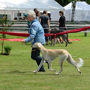 CH Ganjana Sawahin, Verbandssiegerin 2012 + BOB, Foto: Heiner Rohlfs