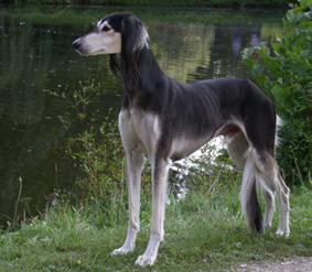 Saluki CH Vishnu Sawahin, Foto: D.Hintzenberg-Freisleben, aus der Saluki-Zuchtsttte Sawahin