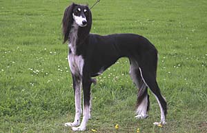 Saluki CH Akazzi Sawahin, Foto: D.Hintzenberg-Freisleben