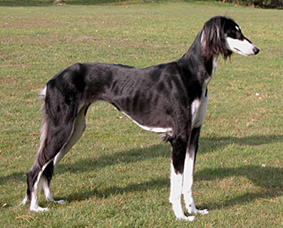 Saluki Akazzi Sawahin, Foto: D.Hintzenberg-Freisleben, aus der Saluki-Zuchtsttte Sawahin