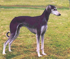 Saluki Xander Sawahin (Kurzhaar), Foto: D.Hintzenberg-Freisleben