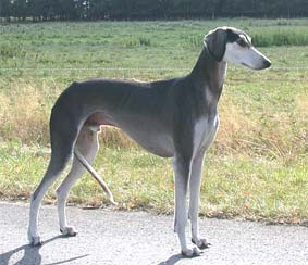 Saluki Xander Sawahin, Foto: D.Hintzenberg-Freisleben