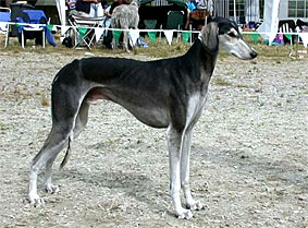 Saluki Xander Sawahin, Foto: D.Hintzenberg-Freisleben