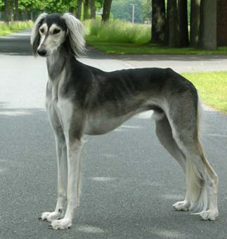 Top-Saluki 2005 CH Brahmani Sawahin, Foto: D.Hintzenberg-Freisleben