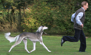 Saluki CH Brahmani Sawahin, Foto: D.Hintzenberg-Freisleben