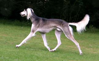 Top-Saluki 2005 CH Brahmani Sawahin, Foto: D.Hintzenberg-Freisleben