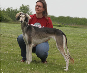 Saluki Calaiya Sawahin, Foto: D.Hintzenberg-Freisleben