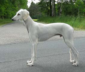 Saluki Chaliman Sawahin, 6 Monate, aus der Saluki-Zuchtsttte Sawahin, Foto: D.Hintzenberg-Freisleben