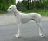 Saluki Chaliman Sawahin, Foto: D.Hintzenberg-Freisleben