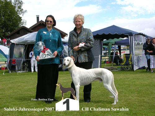 Saluki CH Chaliman Sawahin, Foto:D.Hintzenberg-Freisleben