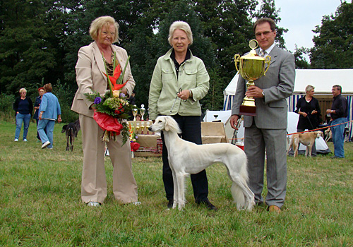 Saluki Dakira Sawahin, Foto: U.lennartz