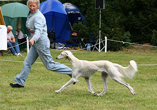 Saluki Dakira Sawahin, Winner Donaueschingen 2007, Foto: Ruth Popp