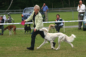 Saluki: Dakira Sawahin, Foto: Karin Vlker