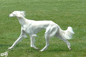 Saluki Dakira Sawahin, Foto: K.H.Schulz