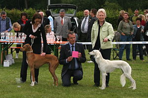 Saluki: Dakira Sawahin, Foto: Karin Völker