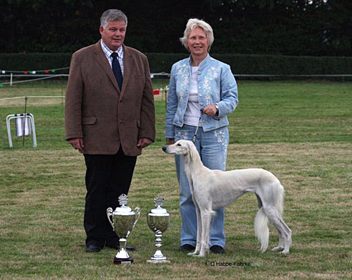 Saluki Dakira Sawahin, BIS-Haan-Hochdahl, Foto: Dagmar Habbe-Fährke