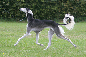 Saluki Eirazar Sawahin, Foto: D.Hintzenberg-Freisleben