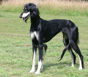 Saluki Yariza Sawahin, Foto: D.Hintzenberg-Freisleben