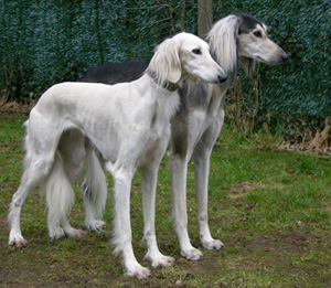 Saluki Shirin-Esther al Firdous + Brahmani Sawahin, Foto: D.Hintzenberg-Freisleben