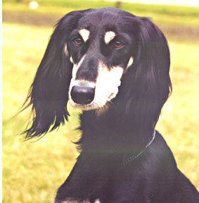 Saluki Ch Tashari Sawahin, Foto: Michael Behrmann