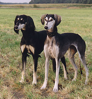 Saluki CH Tashari Sawahin + CH Villymona Sawahin, Foto: D.Hintzenberg-Freisleben