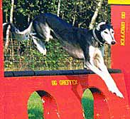 Saluki Multi-CH Tassilo Sawahin, Foto: Manfred Freisleben