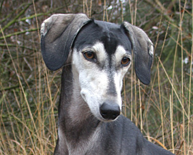 Saluki CH Villymona Sawahin, Foto: Michael Behrmann