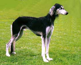 Saluki CH Vishnu Sawahin, Foto: D.Hintzenberg-Freisleben