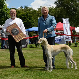 CH Ganjana Sawahin wird Bester Saluki auf der Verbandssieger-Ausstellung 2013 in Kln. Foto: Heiner Rohlfs