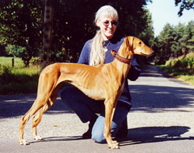 Saluki Wamiiqah Sawahin, Foto: D.Hintzenberg-Freisleben