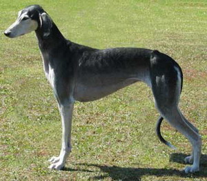 Saluki CH Xahra Tachibana Sawahin, Foto: Konstanze Hinz