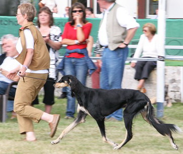 Saluki CH YBliss Meltem Sawahin, Foto: D.Hintzenberg-Freisleben