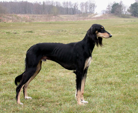 Saluki CH YBliss Meltem Sawahin, Foto: D.Hintzenberg-Freisleben