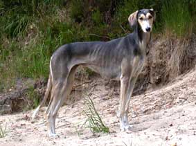 Saluki Yazarah Sawahin, Foto: Michael Behrmann