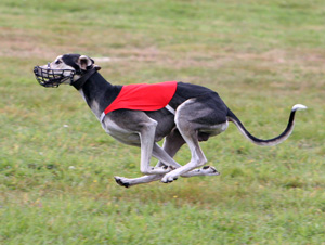 Saluki CH Zando-Khan Sawahin, Foto: D.Hintzenberg-Freisleben