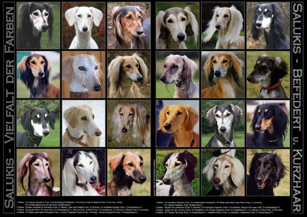 Saluki - Gesichter - faces, Copyright: D.Hintzenberg-Freisleben