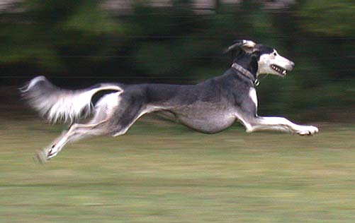 Saluki: Multi-CH Tassilo Sawahin, Foto: D.Hintzenberg-Freisleben