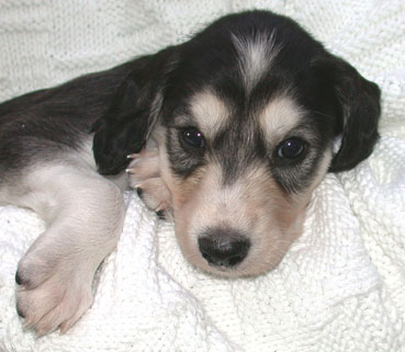 Saluki Welpen 4 Wo, Foto: D.Hintzenberg-Freisleben