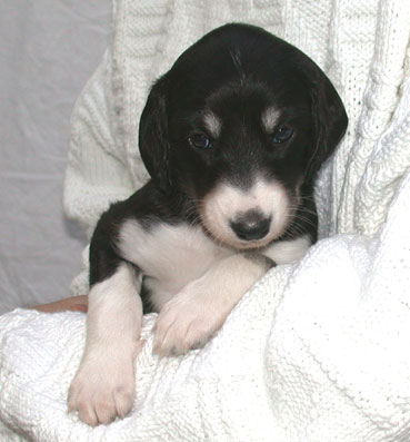 Saluki Welpen 4 Wo, Foto: D.Hintzenberg-Freisleben