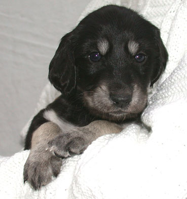 Saluki Welpen 4 Wo, Foto: D.Hintzenberg-Freisleben