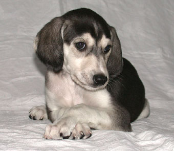 Saluki Welpe 6 Wo, Foto: D.Hintzenberg-Freisleben
