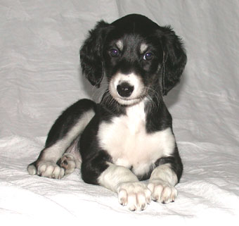 Saluki Welpe 6 Wo, Foto: D.Hintzenberg-Freisleben