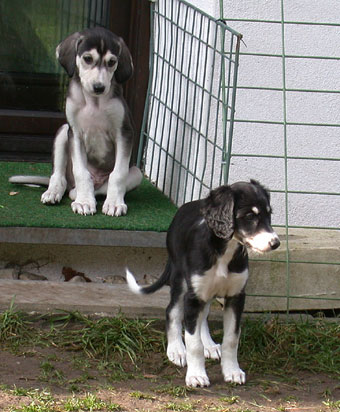 Saluki Welpe, Foto: D.Hintzenberg-Freisleben
