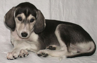 Saluki Welpe, Foto: D.Hintzenberg-Freisleben