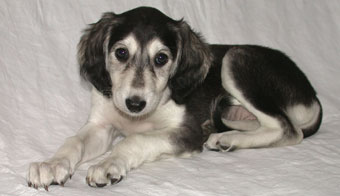 Saluki Welpe, Foto: D.Hintzenberg-Freisleben