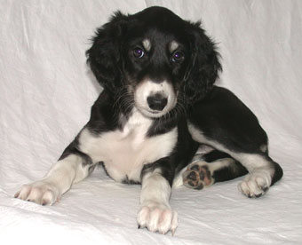 Saluki Welpe, Foto: D.Hintzenberg-Freisleben