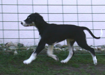 Saluki Welpe, Foto: D.Hintzenberg-Freisleben