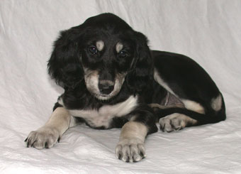 Saluki Welpe, Foto: D.Hintzenberg-Freisleben