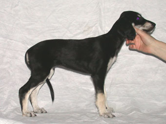 Saluki Welpe, Foto: D.Hintzenberg-Freisleben